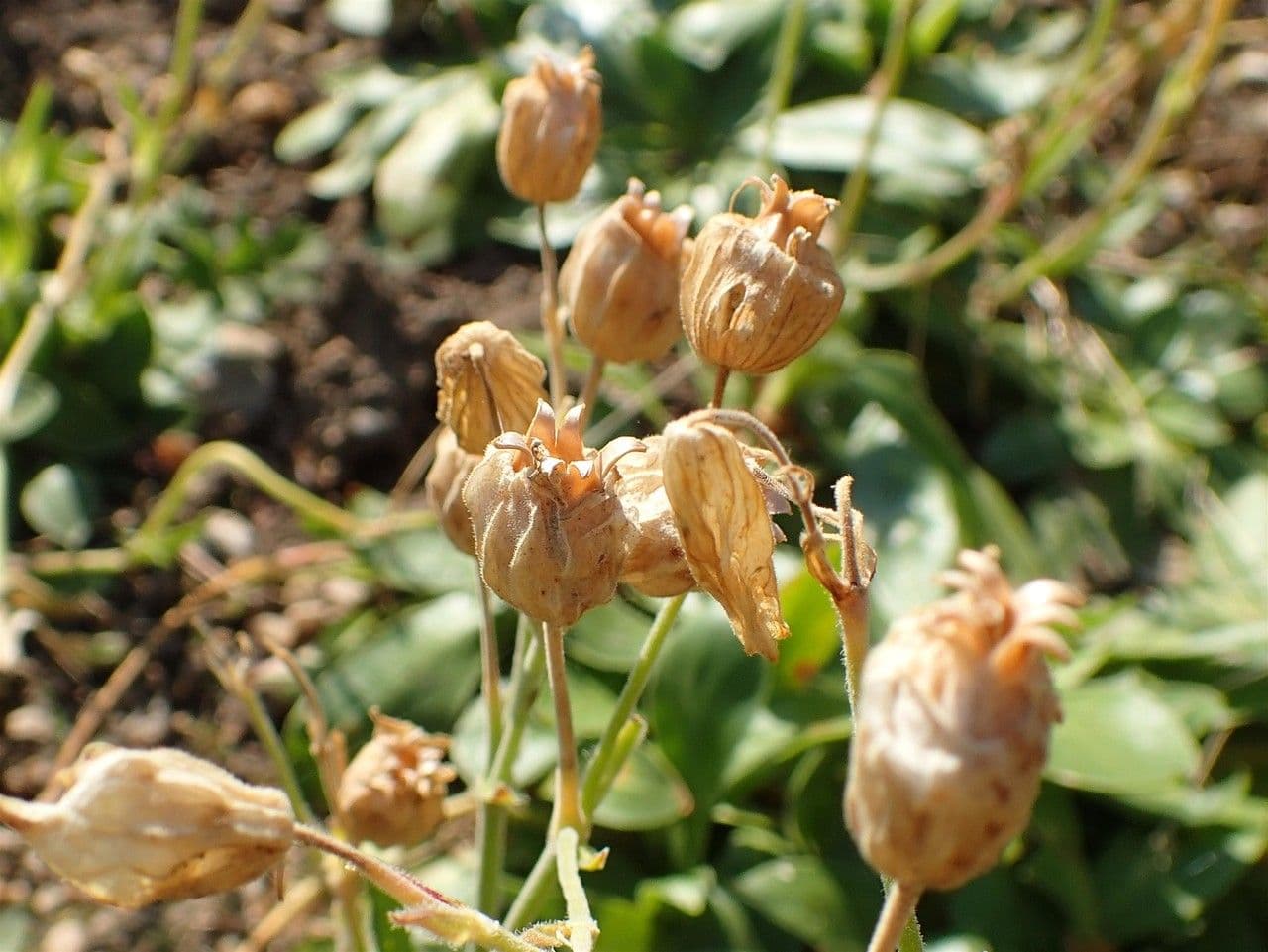 Silene 2