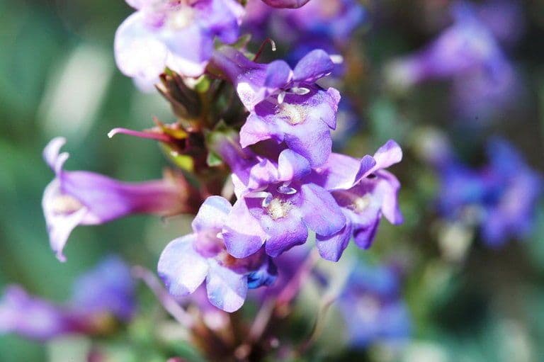 Penstemon 2