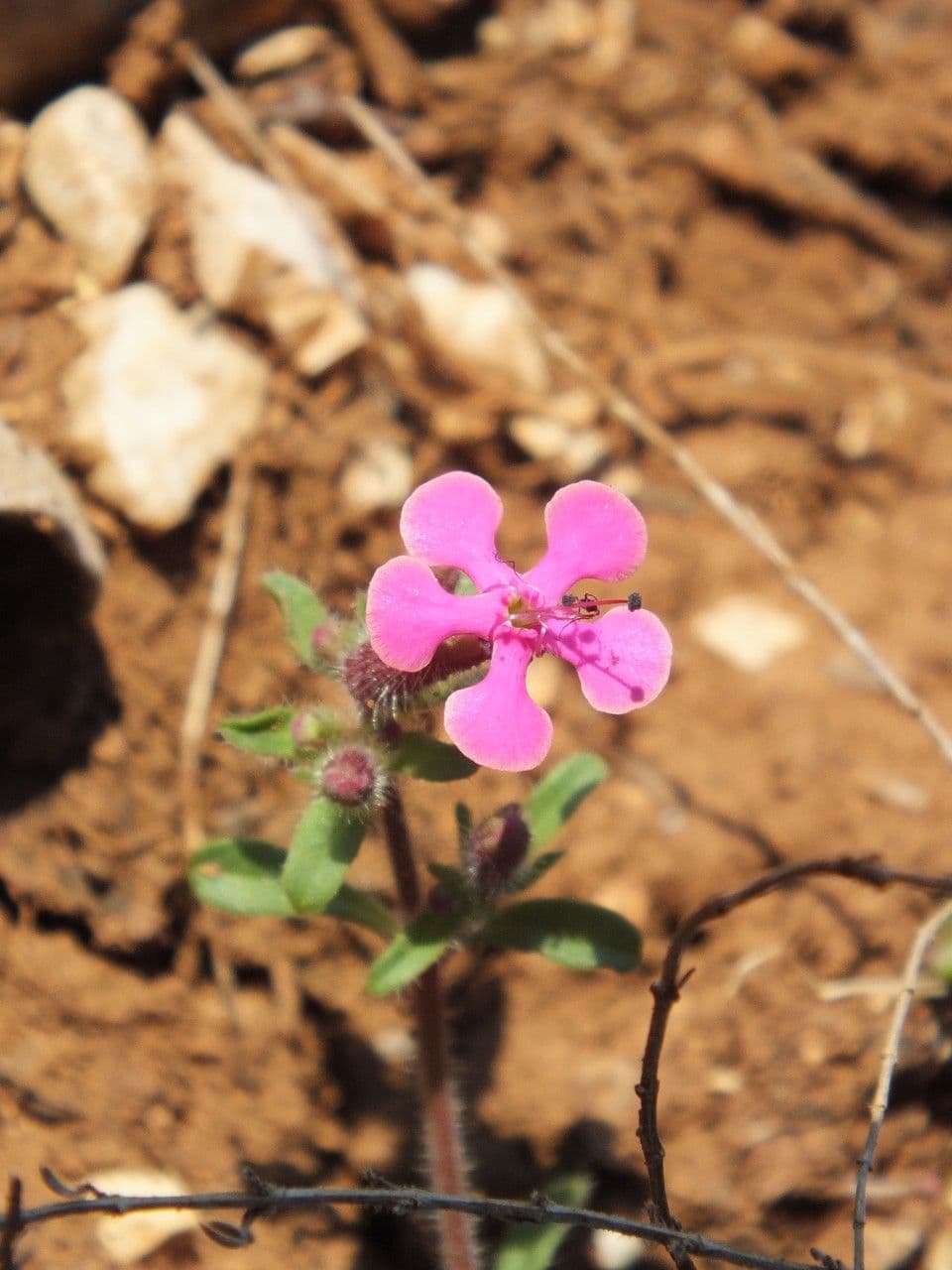 Saponaria 3