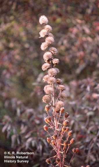 Liatris 2