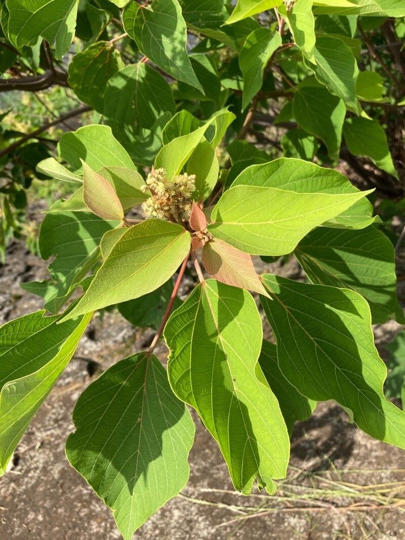 Mallotus japonicus 3