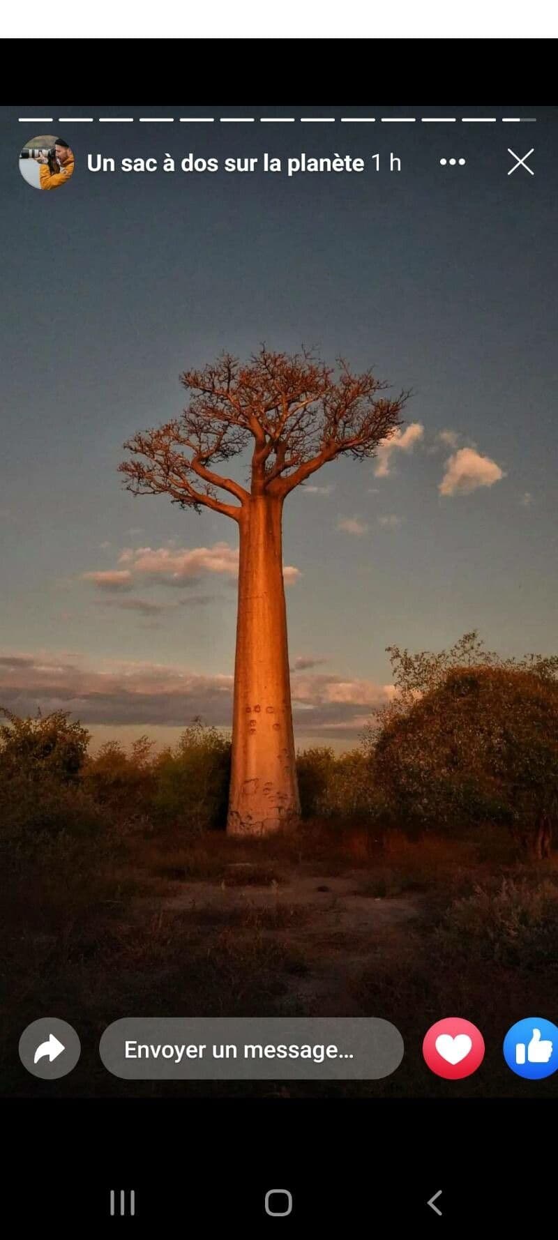 Baobab di Grandidier 4
