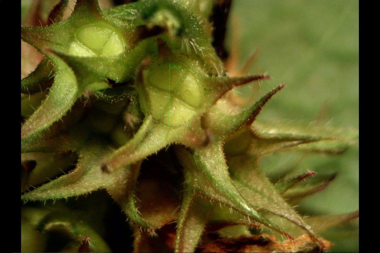 Falsa ortiga 3