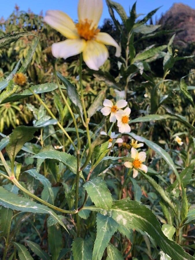 Bidens aurea 25