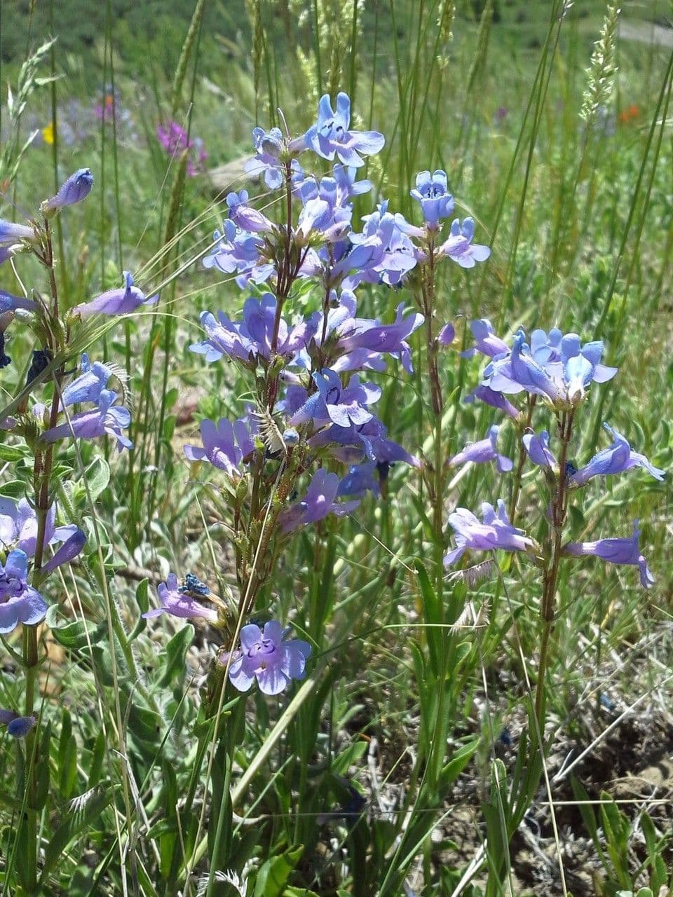 Penstemon verde 8
