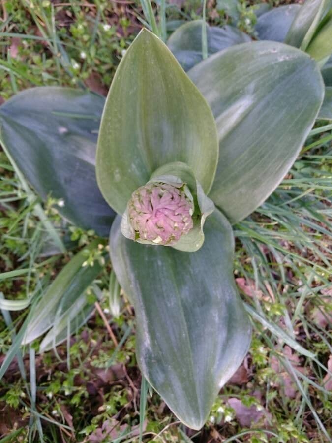 Orchis géant 27