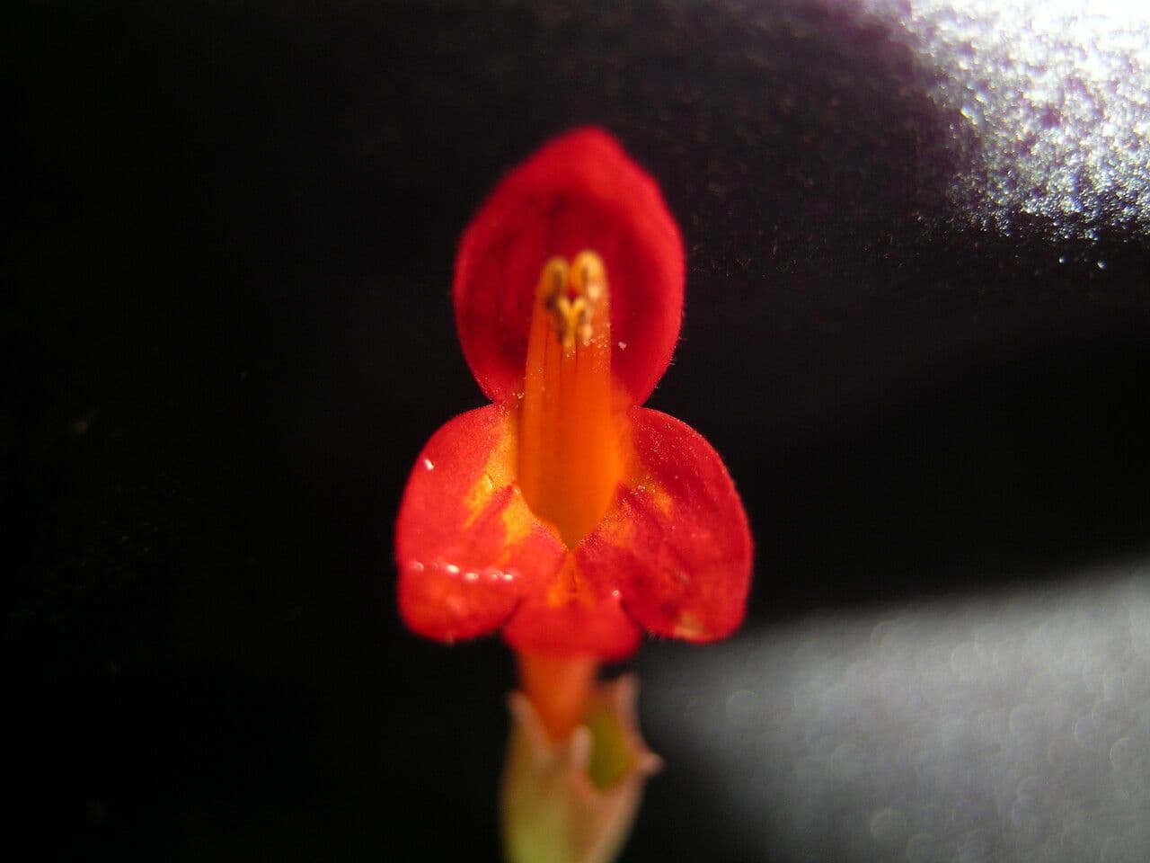 Colquhounia 4