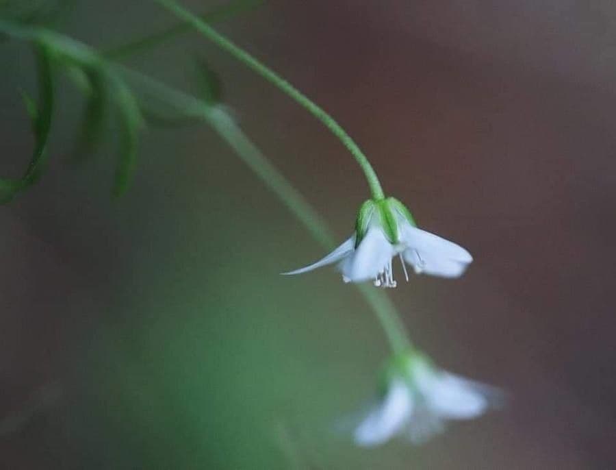 Moehringia 3