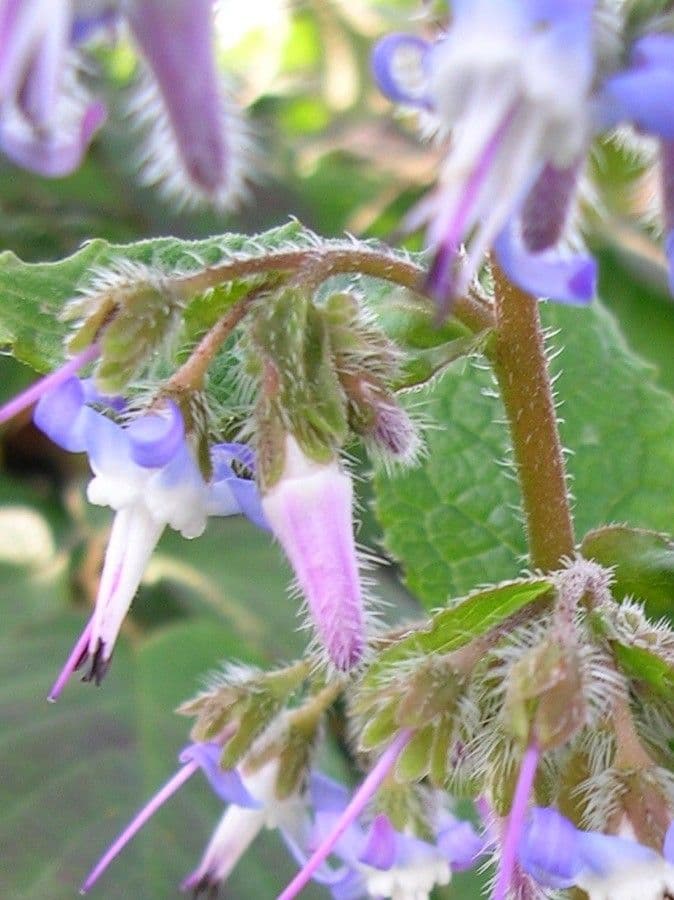 Trachystemon d'Orient 2
