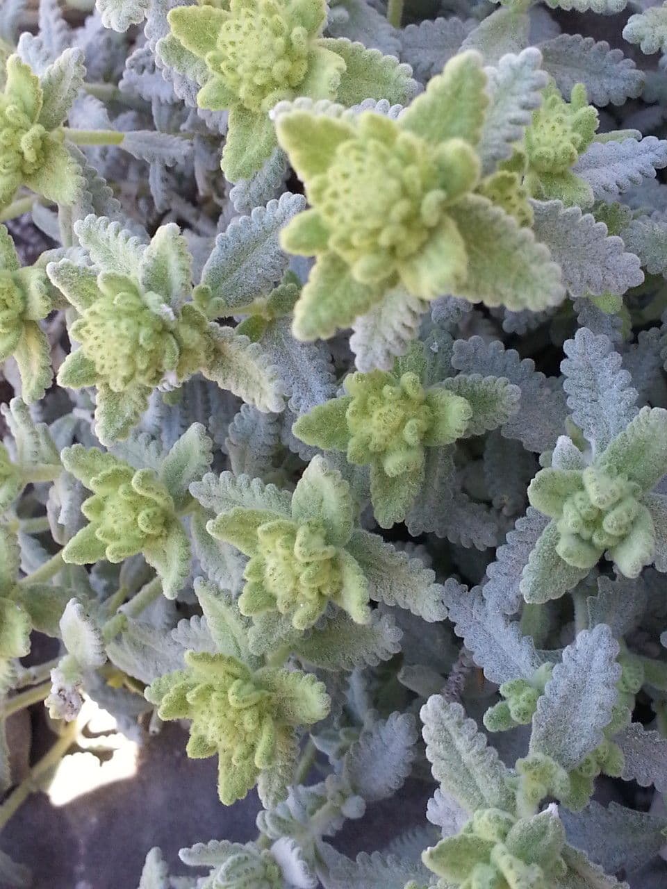 Teucrium 17