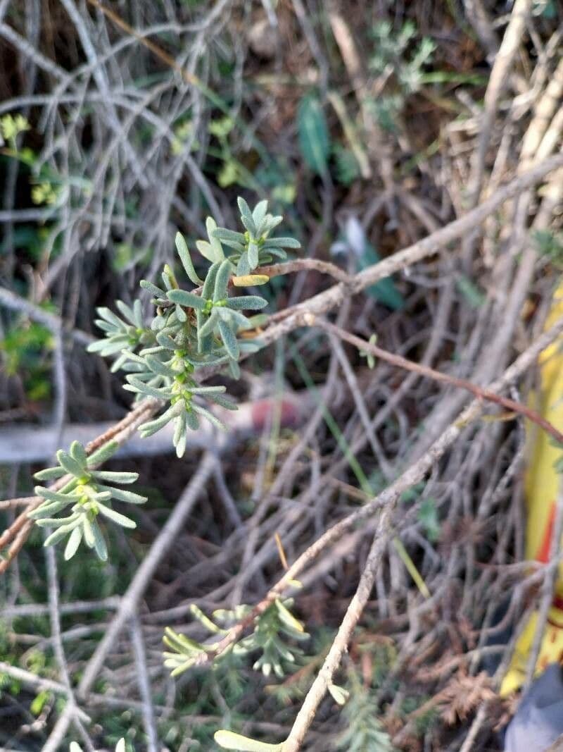 Daphne tinctoria 13