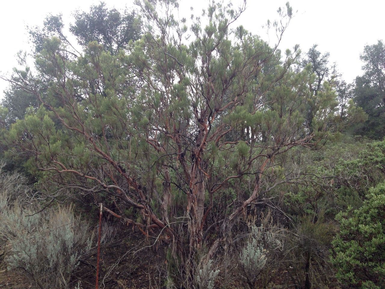 Adenostoma sparsifolium 7