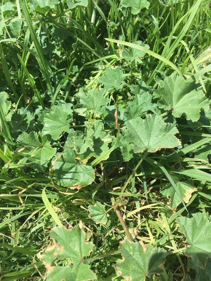 Malva minore 19