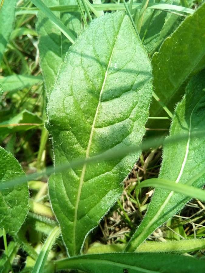 Knautia 3