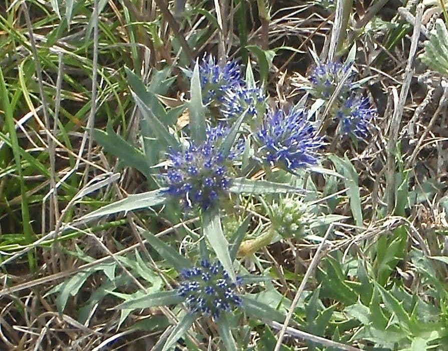 Eringio 5