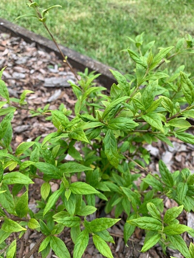Buddleja di Lindley 10