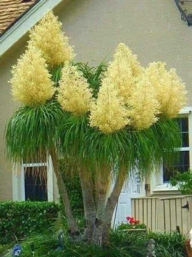 Beaucarnea 8