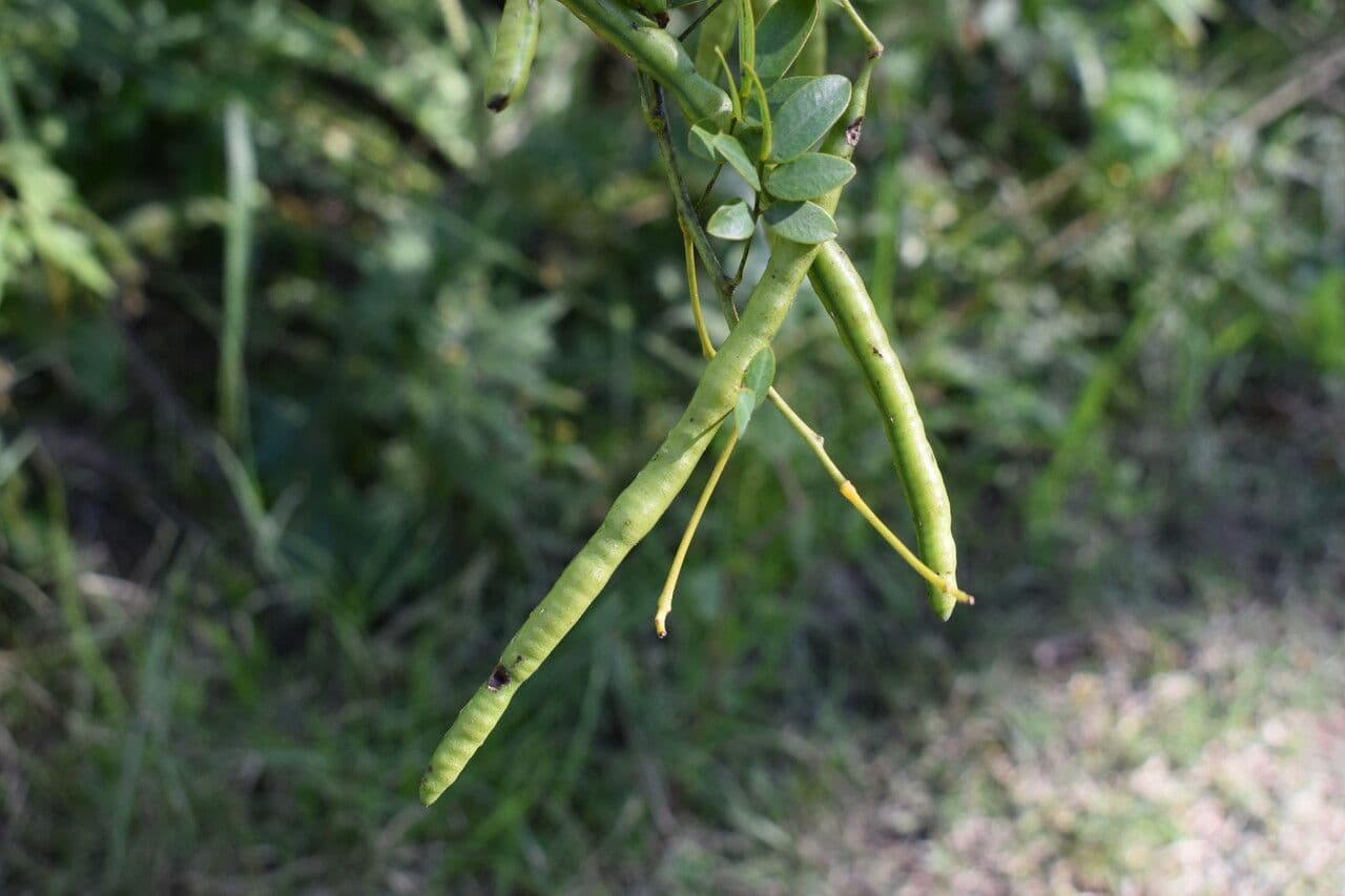 Sennestrauch