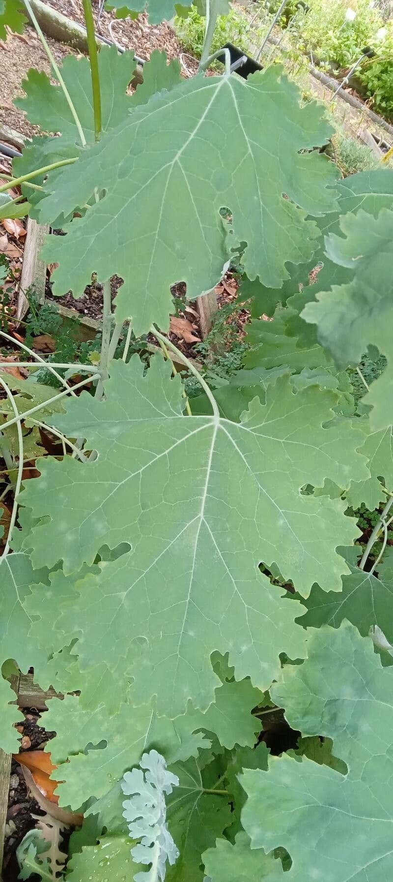 Macleaya 16