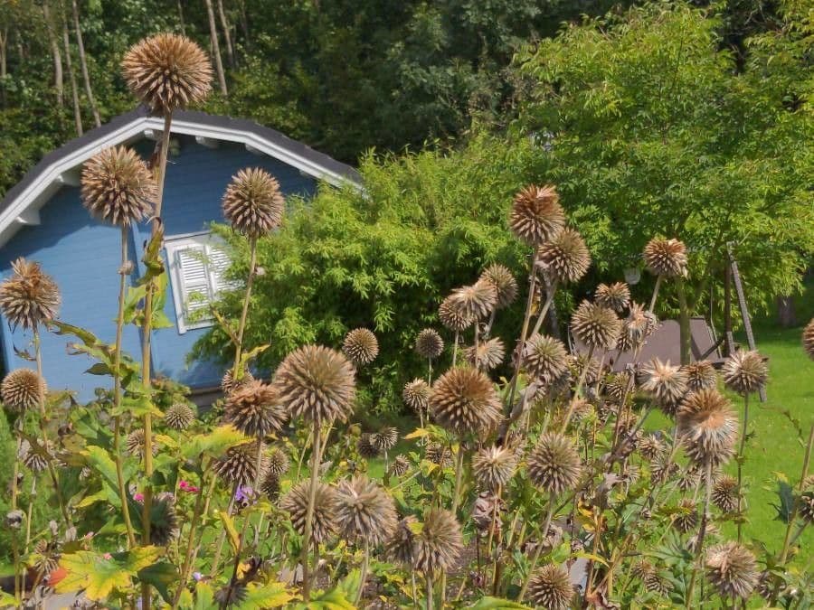 Great globe thistle 30