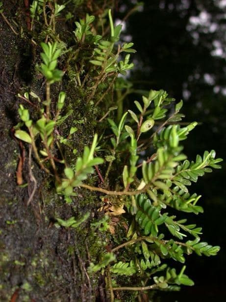 Peperomia