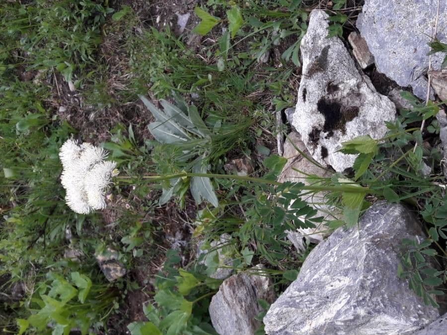 Akeleiblättrige Wiesenraute 14