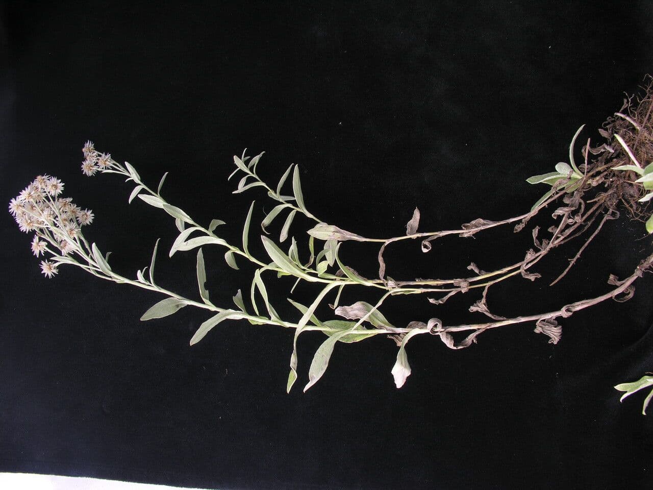 Anaphalis 7