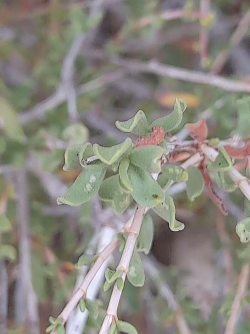 Pteropyrum 14