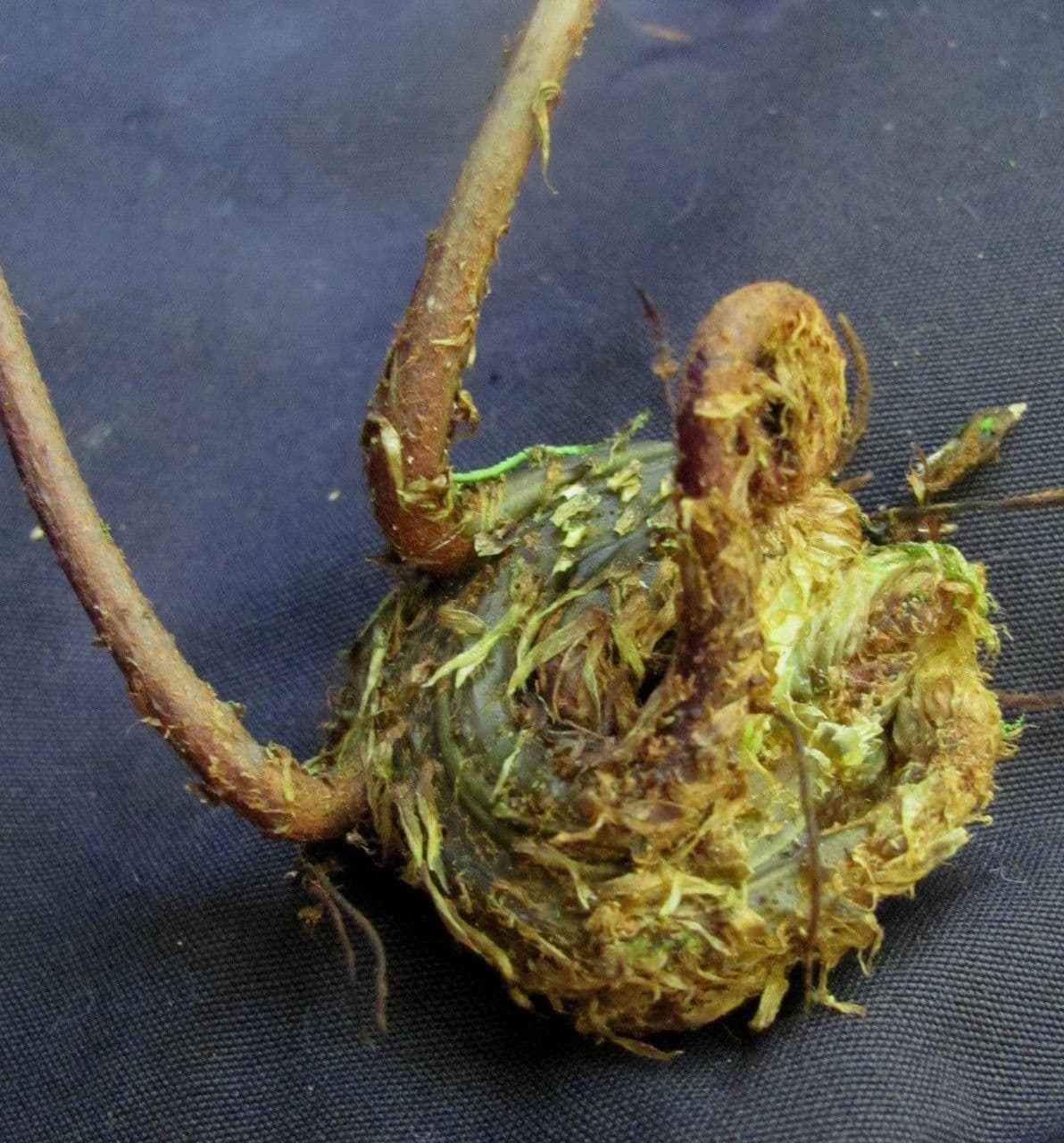 Lomariopsis 2
