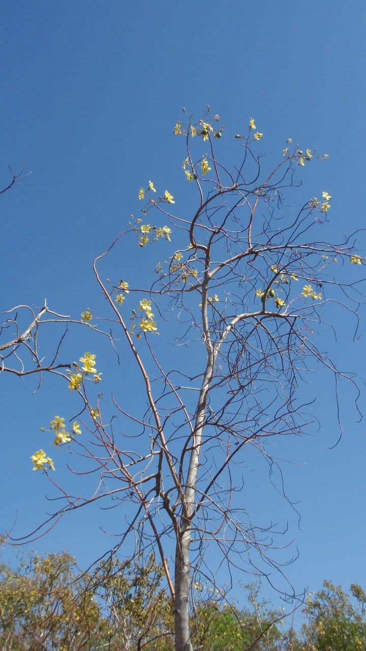 Cochlospermum 13