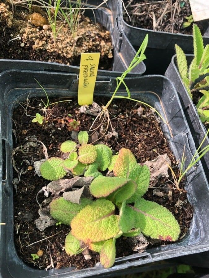 Salvia 6