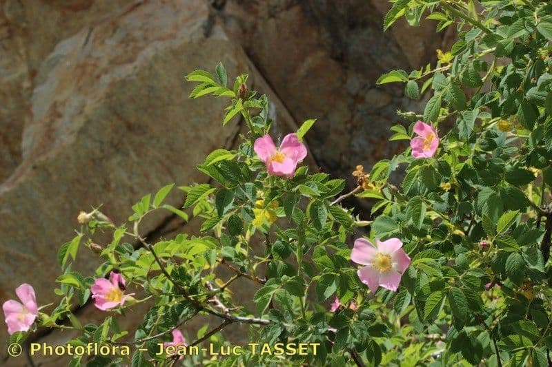 Rosa tomentosa 14