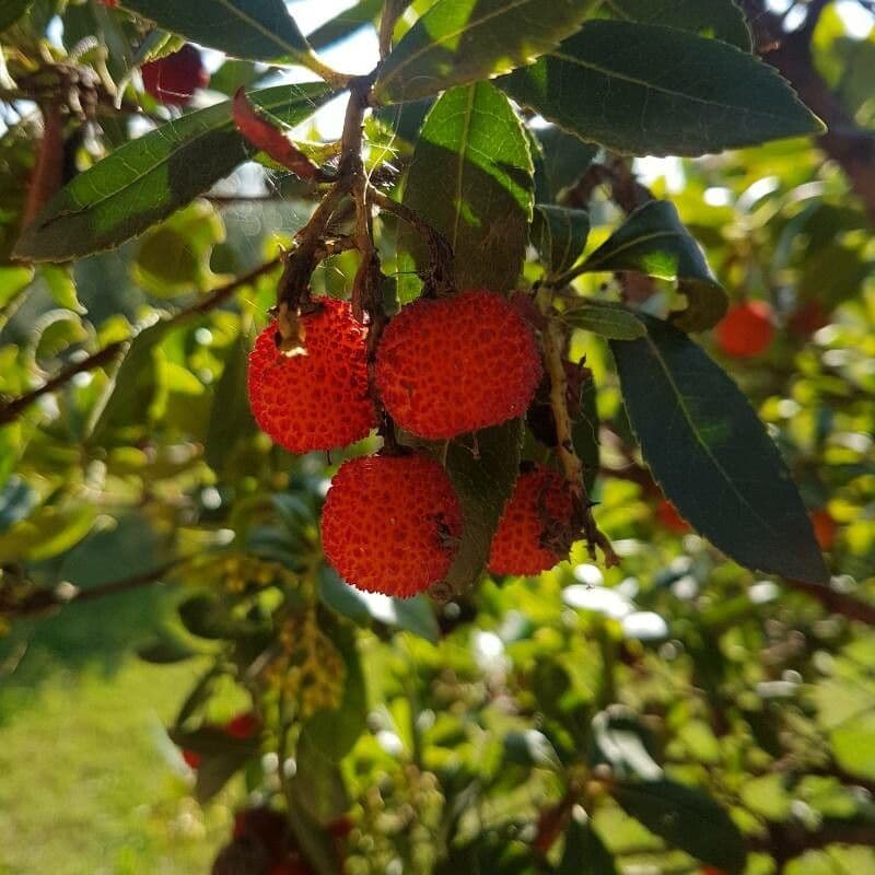 Arbutus xalapensis 5