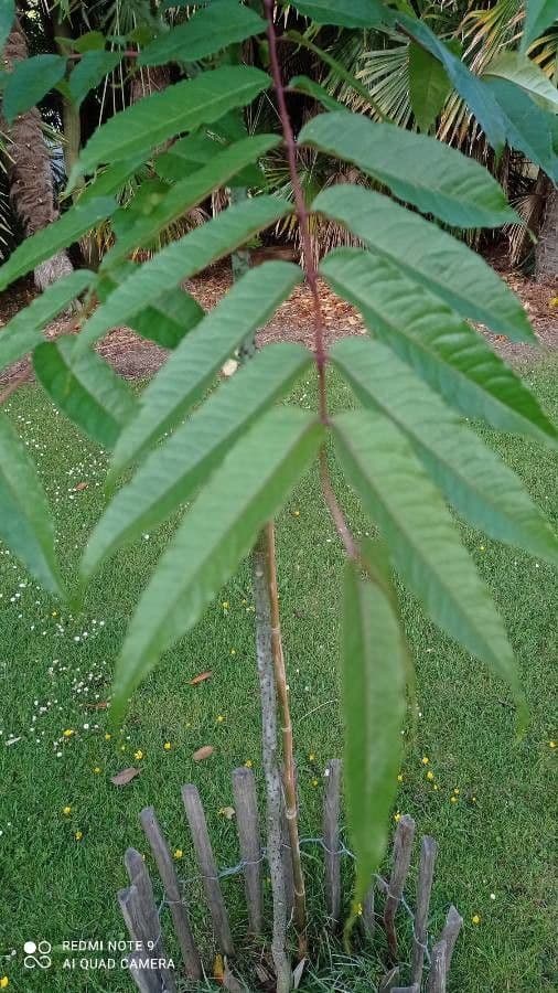 Zanthoxylum ailanthoides 3