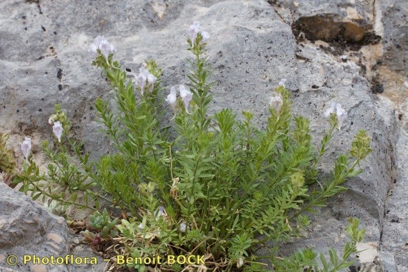 Linaria 6