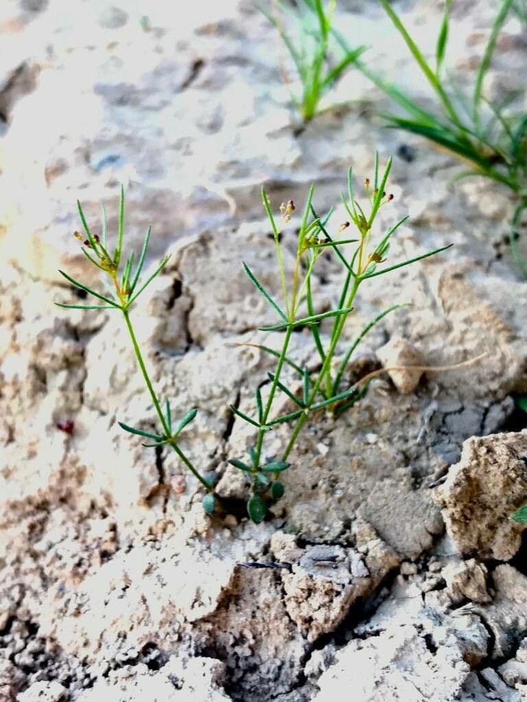 Rubiacea 13