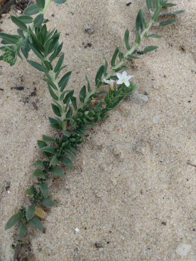 Euploca polyphylla 8