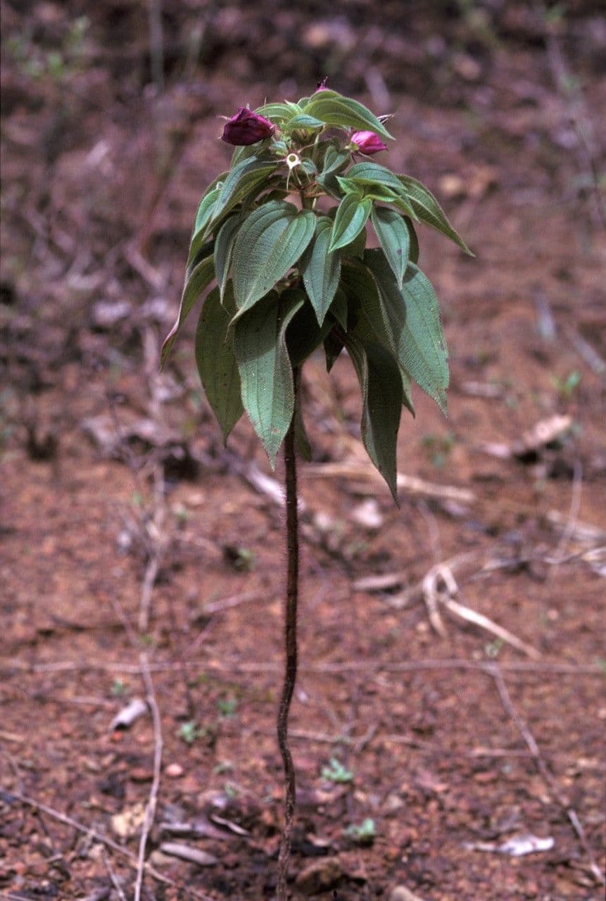 Rhynchanthera grandiflora 7