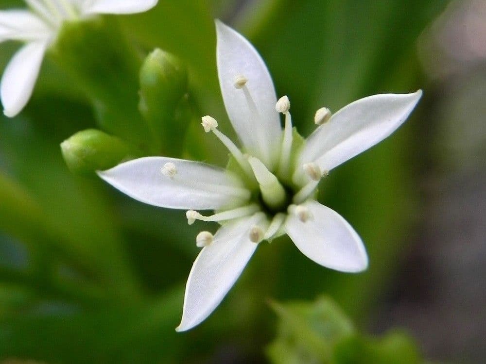 Lumnitzera 5