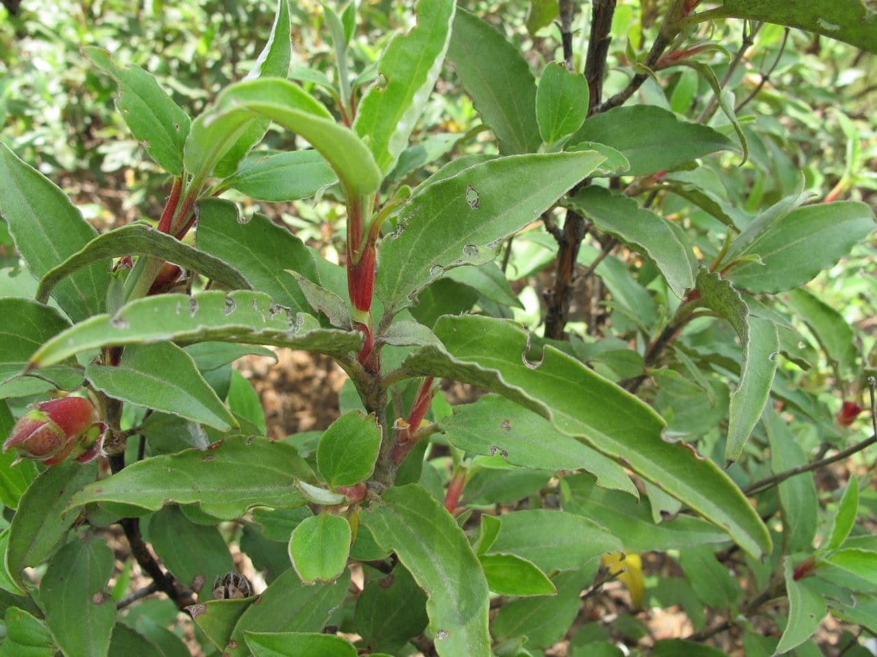 Cistus vavřínolistý 29
