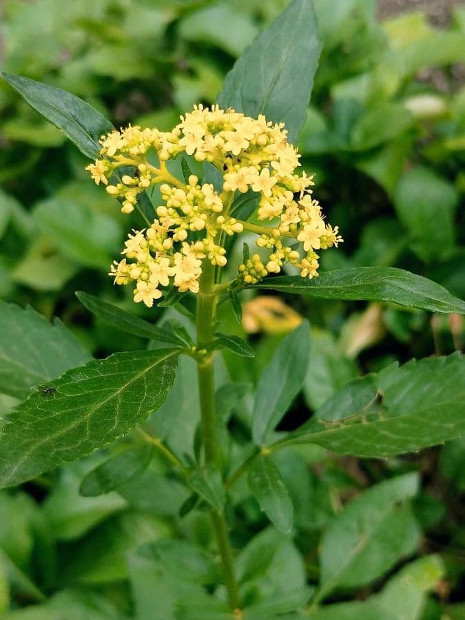 Patrinia 2
