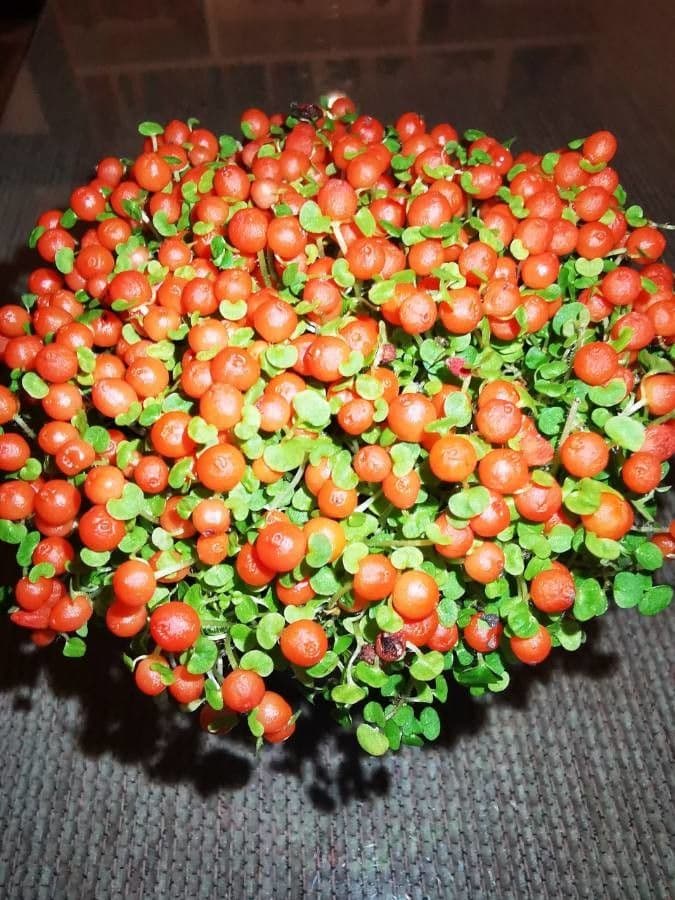 Nertera granadensis 10