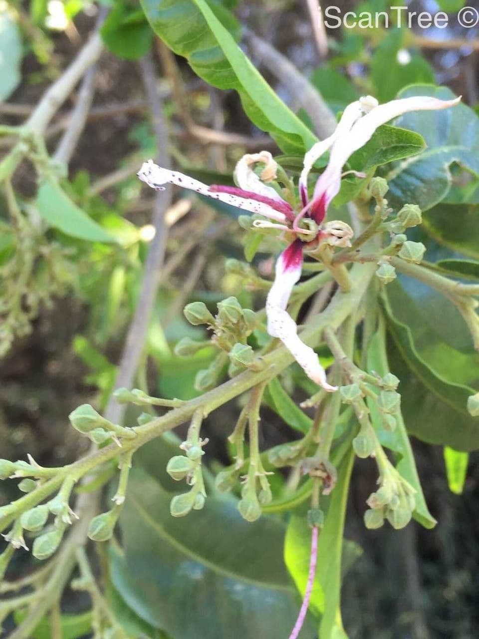 Calodendrum 2