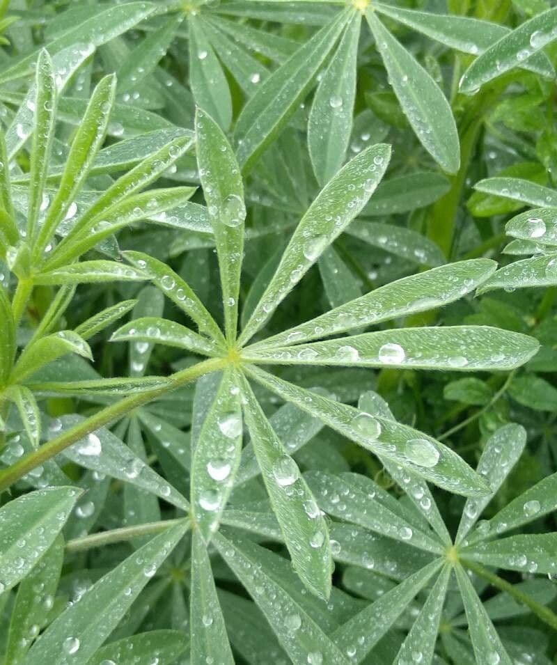Gelbe Lupine 19
