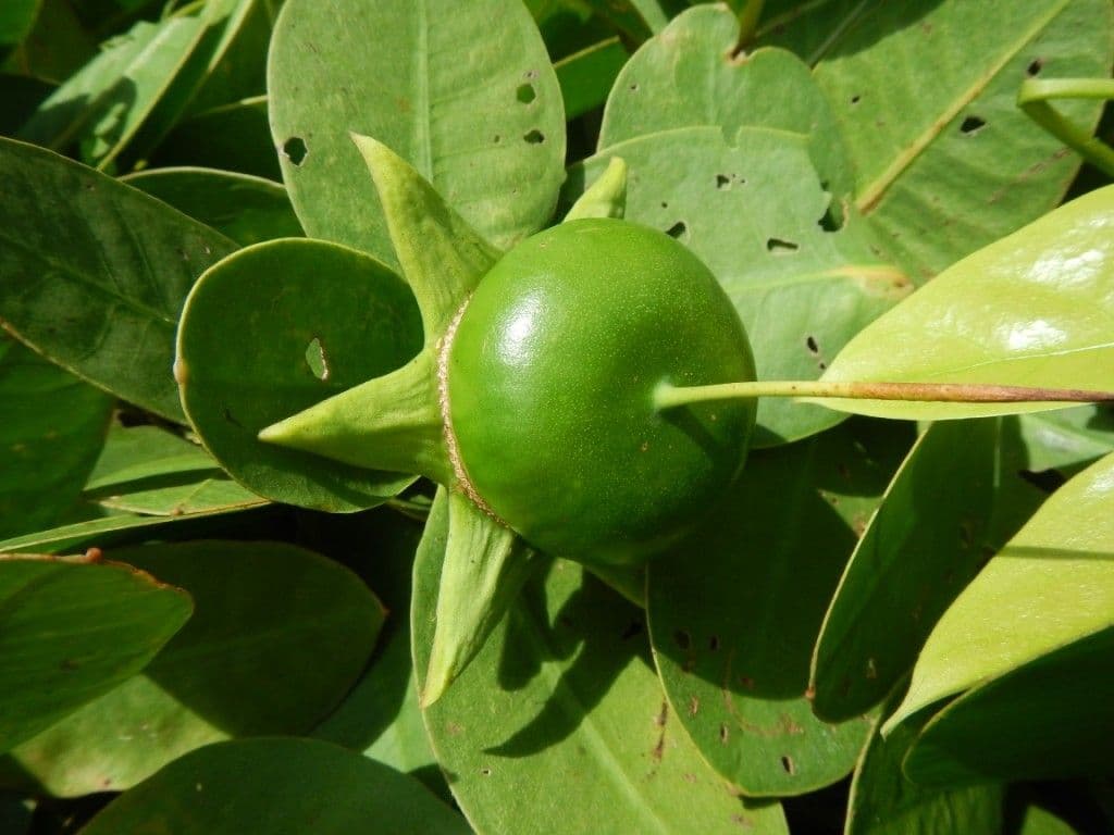 Mangrovia mela 4