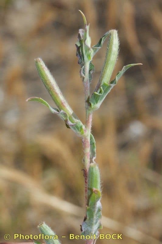 Enagra 9