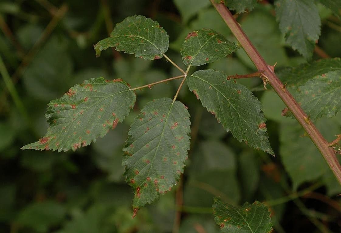 Berg-Brombeere 11