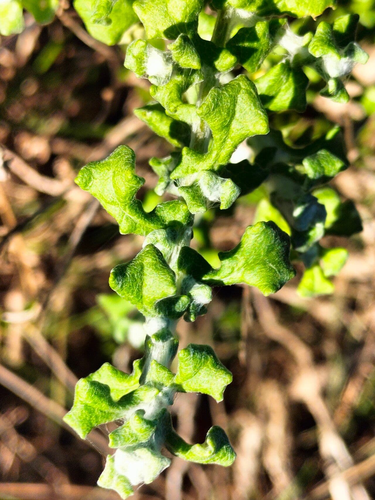 Breitblättriges Strohblumen