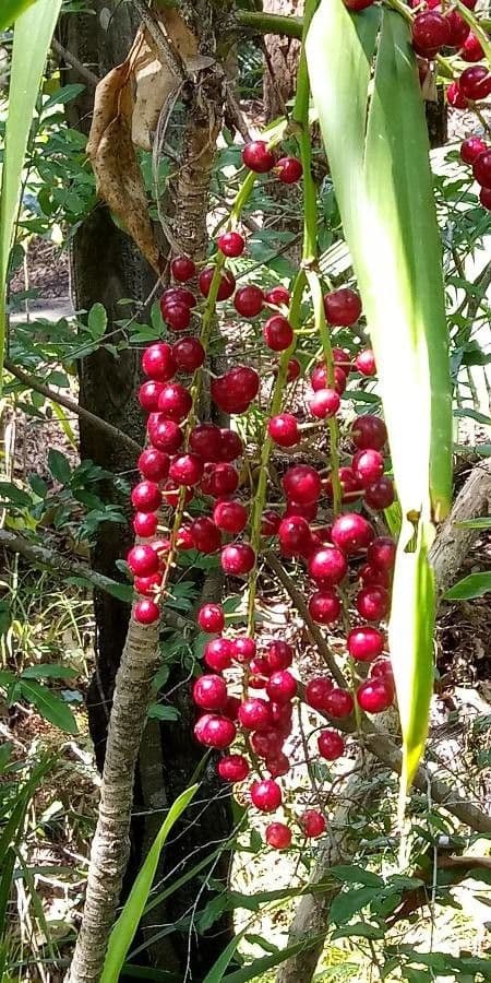 Cordyline