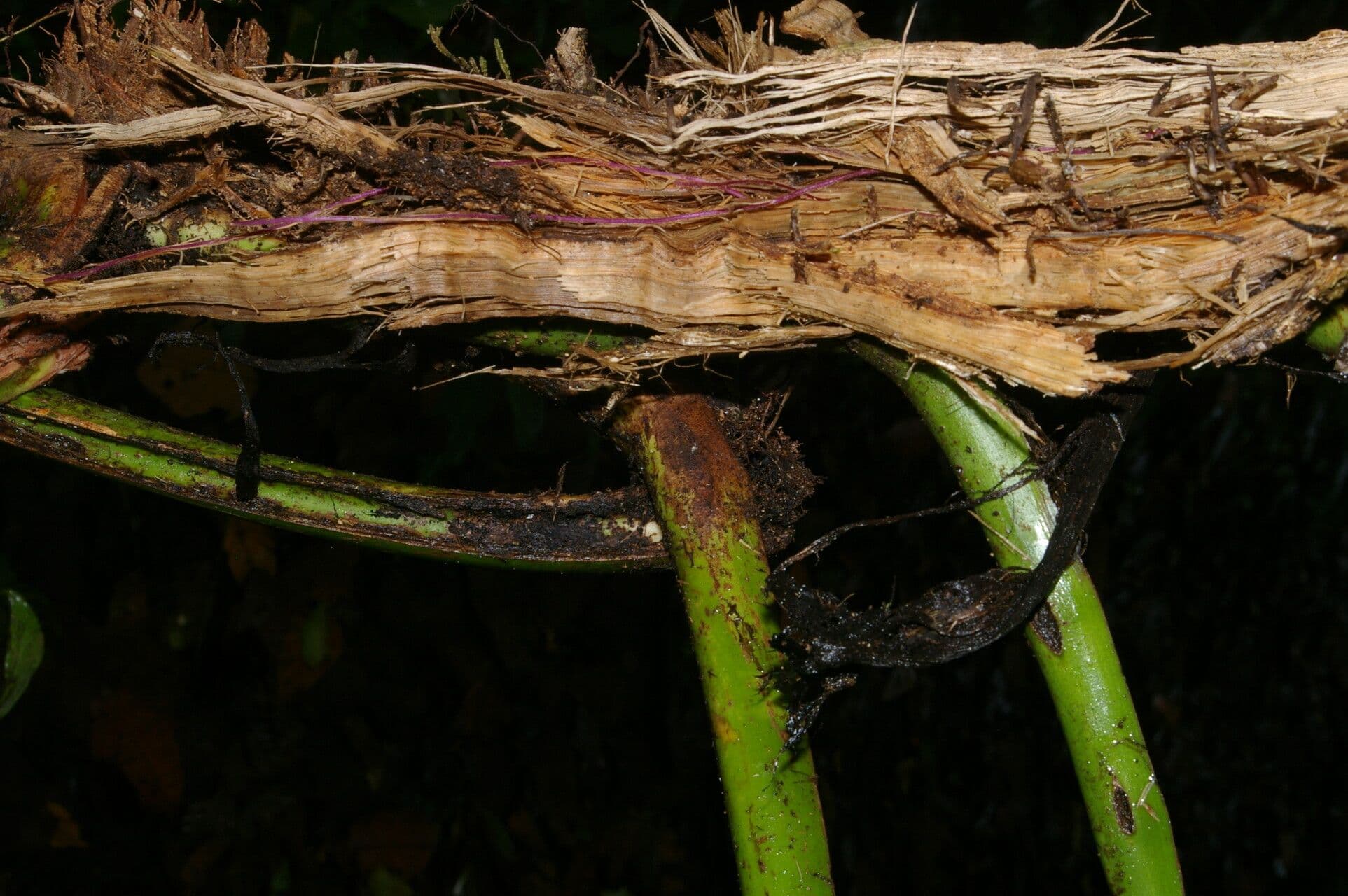 Monstera 6